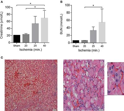 Hyper-Interleukin-6 Protects Against Renal Ischemic-Reperfusion Injury—A Mouse Model
